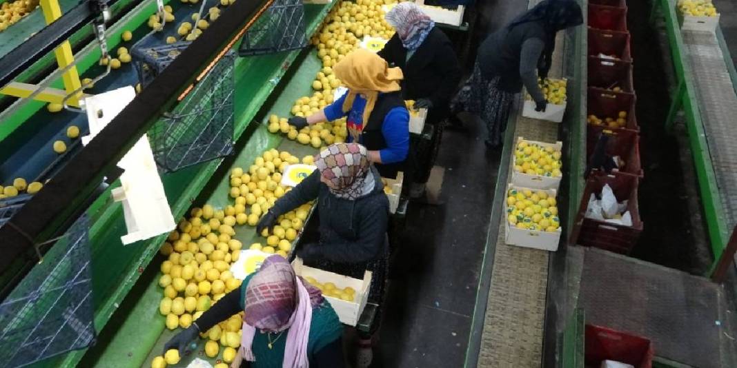 Hasatta ayrı tesiste ayrı mesai: 2025’te 10 TL olan fiyat bu yıl 50 TL’ye çıktı 5